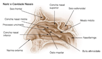 uso de xpand para nariz e cavidades nasais